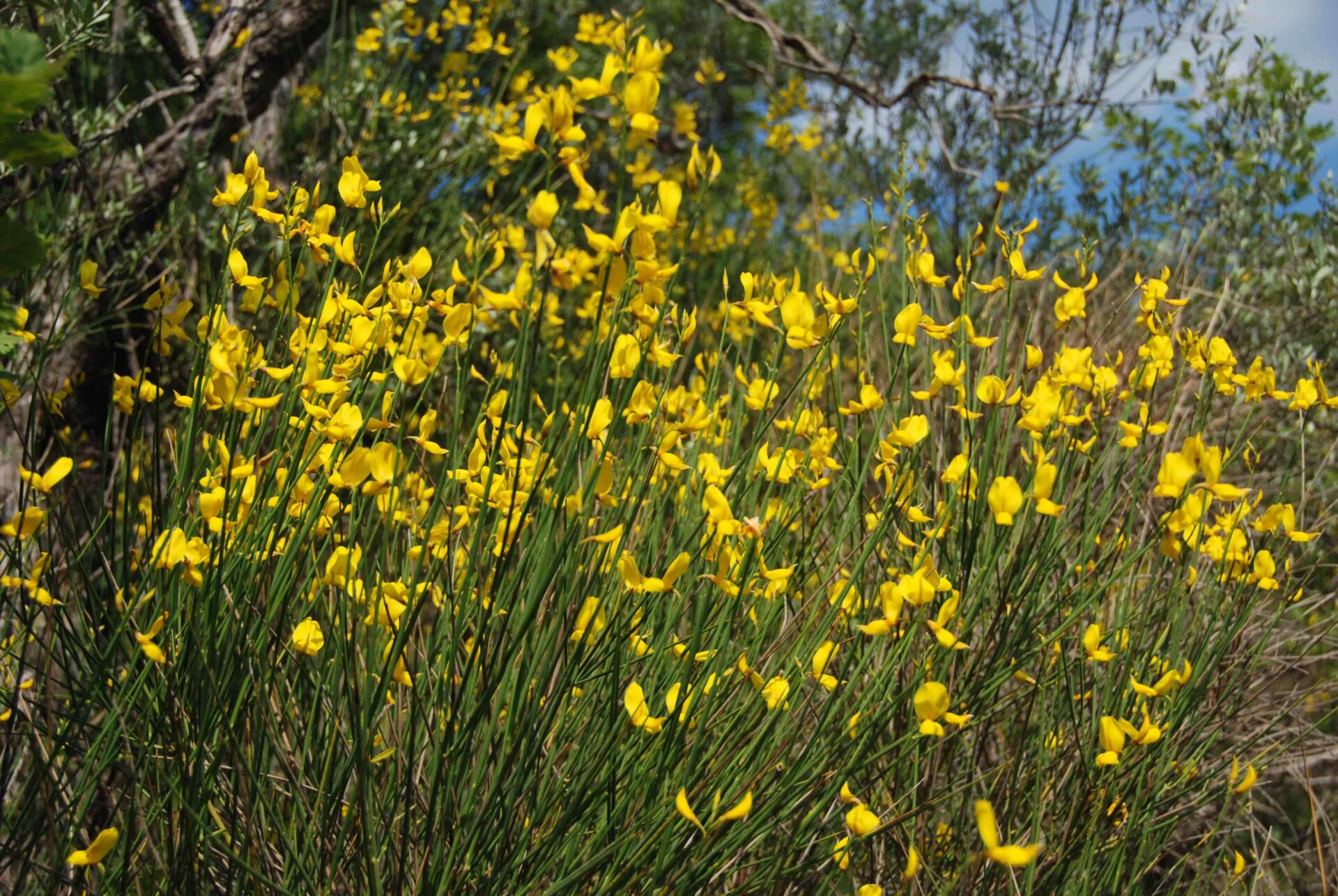 Elciarelli-Fleurs-3